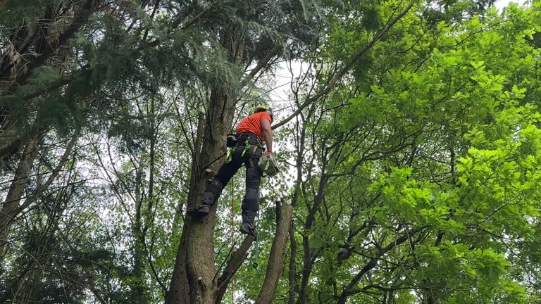 Trusted Scenic, AZ  Tree Services Experts